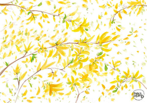 Offerte Festa della Donna linea Botanica